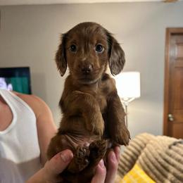 Woody - Chocolate male Dachshund puppy in Dayton, Ohio from LUXEYPUPS