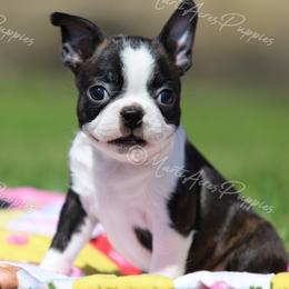 AKC 'Pixie' - Black brindle and white female Boston Terrier puppy in Lamar, Missouri from Marti Acres ~ Boston Terrier & Beagles