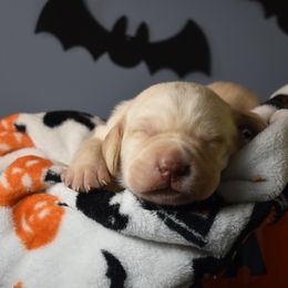 Dilute Retriever Puppies from Wicked Pines Retrievers