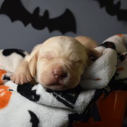 Dilute Retriever Puppies from Wicked Pines Retrievers