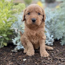 Coral - Red  female Goldendoodle puppy in Twin Falls, Idaho from Magic Valley Family Doodles