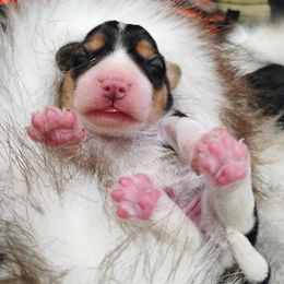 Cindy Lou Who - Black tan and white female Beagle puppy in Colville, Washington from Rosehaven Homestead