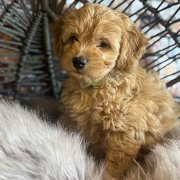 Light Green - Apricot male Goldendoodle puppy in Corona, California from SoCalFamilyFrenchies, Doodles and more