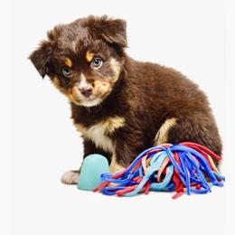 Cooper - Red tri-color male Australian Shepherd puppy in Ranger, Texas from Outback Mini Aussies