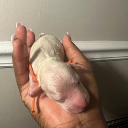 Poodle Puppies from J'Adore Doodles