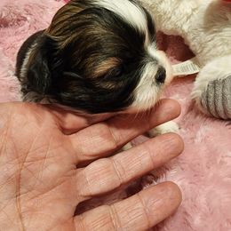 Shih Tzu Puppies from Grandma Ts Precious Puppies
