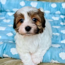 Ruckus - Red sable male Havanese puppy in Wappapello, Missouri from Titanium Havanese LLC