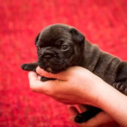 French Bulldog Puppies from BelievaBULL Frenchies