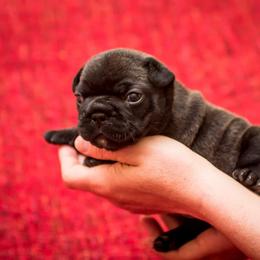 French Bulldog Puppies from BelievaBULL Frenchies