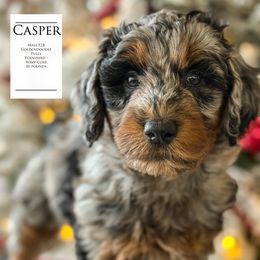 Casper - Merle male Goldendoodle puppy in Norman, Oklahoma from Wilson Family Companions