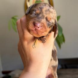 Rockyroad - Dapple female Dachshund puppy in Yuba City, California from Mulberry Dachshunds