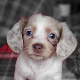 Dachshunds from Silverstar Farms