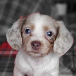Dachshunds from Silverstar Farms