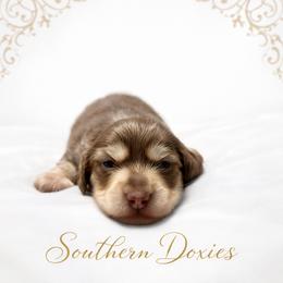 Kofe - Chocolate and cream male Dachshund puppy in Biloxi, Mississippi from Southern Doxies Ms