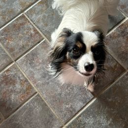 Anna - Papillon