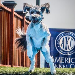Annie - Aussiedoodle