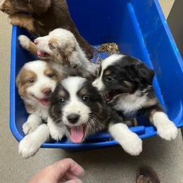 Aussiedoodle and Australian Shepherd Puppies from RoseWest Farms