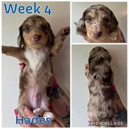 Hades - Dapple male Dachshund puppy in Michigan from M.H.P Dachshunds