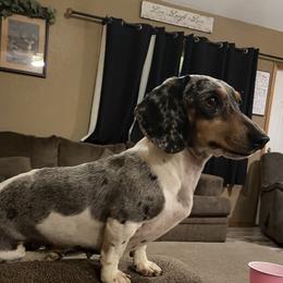 Bella - Dachshund