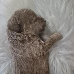 Blaze - Cream male Poodle puppy in Chandler, Arizona from Fabi Poodle