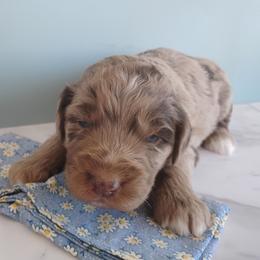 Lily - Red merle female Aussiedoodle puppy in Apache Junction, Arizona from Loving Doodle