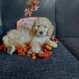 Daisy - Cream female Goldendoodle puppy in Meridian, Idaho from Lucy's Golden Doodles