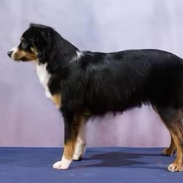 Bailey - Miniature American Shepherd