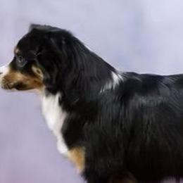 Bailey - Miniature American Shepherd