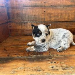 Boy 3 - Blue speckled male Australian Cattle Dog puppy in Mooresboro, North Carolina from Grog Creek Kennel