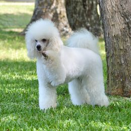 Sunny - Poodle