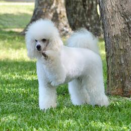 Sunny - Poodle