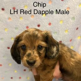 Dachshund Puppies from Brittany Thompson