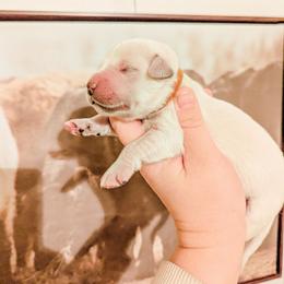 Carmel - Light golden male Golden Retriever puppy in Mason, Michigan from Sweet Breeze Acres