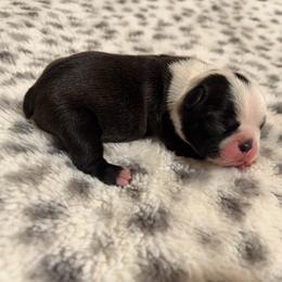 Haggery dot male - Black brindle and white male Boston Terrier puppy in Madera Acres, California from Muggin Bostons Terriers and Mini Dachshund