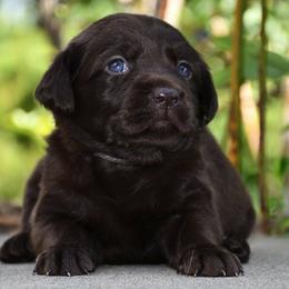 Girl 2 - Chocolate female Labrador Retriever puppy in North Wilkesboro, North Carolina from Sunset Ridge Labs