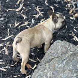French Bulldog Puppies from Tribe of Judah Kennel