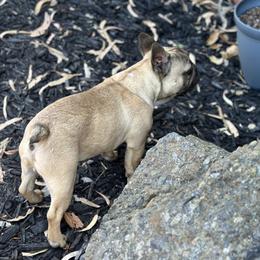 French Bulldog Puppies from Tribe of Judah Kennel