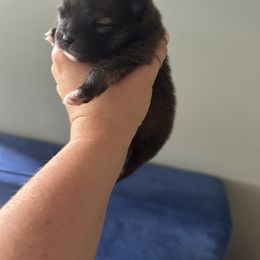 Pomeranians from Luxurious Poms