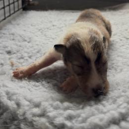Sif golden-haired goddess - Sable and white female Collie puppy in Malvern, Arkansas from Lost Acres Collies