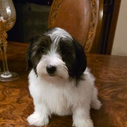 Patches - Black male Morkie puppy in Memphis, Tennessee from Syvon's Morkies