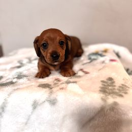 Dachshund Puppies from Florida Dippin’ Dachshunds & Aussiedoodles