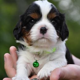 Taft - Blenheim male Cavalier King Charles Spaniel puppy in Hixson, Tennessee from Erickson Cavaliers