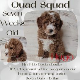 Hugo - Red  male Goldendoodle puppy in Scurry, Texas from 07 Seven Oaks Goldens and Doodles