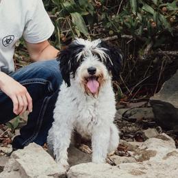 Vicky - Bernedoodle