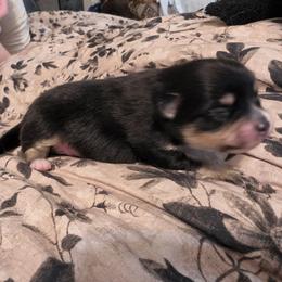 Dudette - Black and tan parti female Pomeranian puppy in Benbrook, Texas from J & B Pomeranians/Pomsky's L.L.C