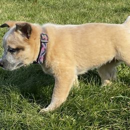 Ruby3 natural stumpy tail red female - Red speckled Australian Cattle Dog puppy in Liberty, Maine from Fox Field Farm