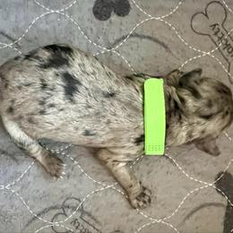 Carlee - Blue merle female Aussiedoodle puppy in Midlothian, Texas from Gray Doodles