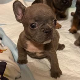 Lilac girl 1 - Blue female French Bulldog puppy in Pennsylvania from R & C French Bulldogs