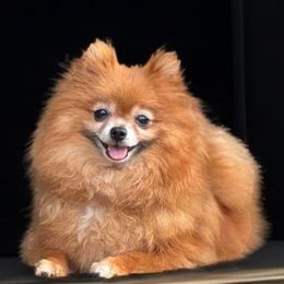 Tokyo - Pomeranian