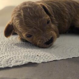 Mason - Red  male Poodle puppy in Lucedale, Mississippi from Simply Poodle